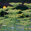 anethumgraveolens_mg_1_sq
