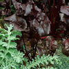 betavulgarisbullsblood_mg_1_sq