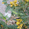 chamaecristafasciculata_jwb_1_sq