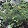 corydalisaurea_c_colstonburrell_1_sq
