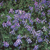 corydalislinstowiana_danhinkley_1_sq