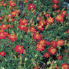 Cosmos_sulfureus_Cosmic_Red_sq