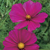 cosmosbipinnatussensation_sp_2_sq