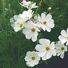 cosmosbipinnatussonata_diane_a_pratt_1_sq