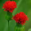 emiliajavanica_jwb_2_sq