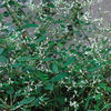 euphorbia_inneuphdia_jwb_sq