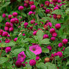 gomphrenaglobosapurple_mg_2_sq