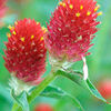 gomphrenaglobosastrawberryfields_jwb_2_sq