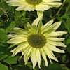 Helianthus_Key_Lime_Pie_tmseeds_1_sq