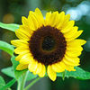 helianthusannuus_mg_2_sq