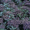 Heliotropium_Marine_tmseeds_1_sq