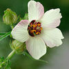 hibiscustrionum_jwb_2_sq
