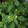 impatiens_auricoma_jungle_gold_jwb_sq
