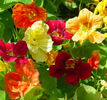 Nasturtium_Jewel_Mix