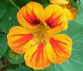 Nasturtium_Jewels_Mix_Tropaeolum_Majus__Seeds_2