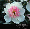 paeonia-lactiflora-do-tell-copy-copy