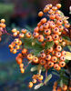 Pyracantha_Firelight