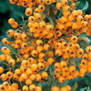 pyracantha-Golden-Charmer