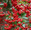 pyracantha-red-berries1