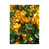 pyracantha-soleil-d-or-yellow-berries