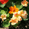 swf115-swf2230-tropaeolum-majus-dwarf-jewel