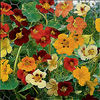 Tropaeolum_majus_ps_lg