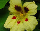 tropaeolum-majus-jewel-mixture