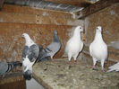 Picture 024