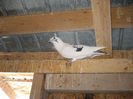 Picture 027