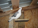Picture 028