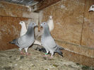 Picture 031