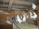 Picture 032