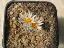 Turbinicarpus dickisoniae  (Glass & R.A. Foster) Glass & A. Hofer 1997