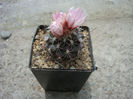 Turbinicarpus laui  Ch.Glass & R.A.Foster 1975