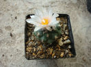 Turbinicarpus lophophoroides      (E.Werdermann 1934) F. Buxbaum. & C. Backeberg 1937