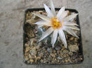 Turbinicarpus lophophoroides   (E.Werdermann 1934) F. Buxbaum. & C. Backeberg 1937