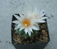 Turbinicarpus lophophoroides (E.Werdermann 1934) F. Buxbaum. & C. Backeberg 1937