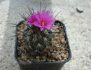 Turbinicarpus macrochele  (Werderm.) Buxb. & Backeb. 1937