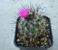 Turbinicarpus macrochele (Werderm.) Buxb. & Backeb.1937