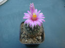 Turbinicarpus mandragora ssp. beguinii