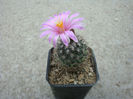 Turbinicarpus mandragora ssp. beguinii