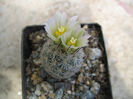 Turbinicarpus mandragora ssp. zaragosae  (Glass & R.A.Foster) L
