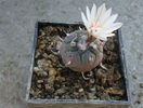 Turbinicarpus polaskii   Backeb 1961