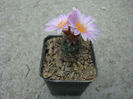 Turbinicarpus pseudomacrochele   (Backeb.) Buxb. & Backeb.1937