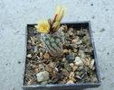 Turbinicarpus pseudomacrochele ssp. krainzianus         (G. Frank) Glass 1997