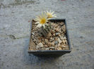 Turbinicarpus pseudomacrochele ssp. krainzianus  (G. Frank) Glass 1997