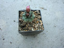 Turbinicarpus roseiflorus          Backeb.1963