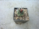 Turbinicarpus roseiflorus         Backeb.1963