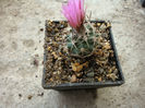 Turbinicarpus roseiflorus        Backeb.1963
