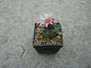 Turbinicarpus roseiflorus       Backeb.1963